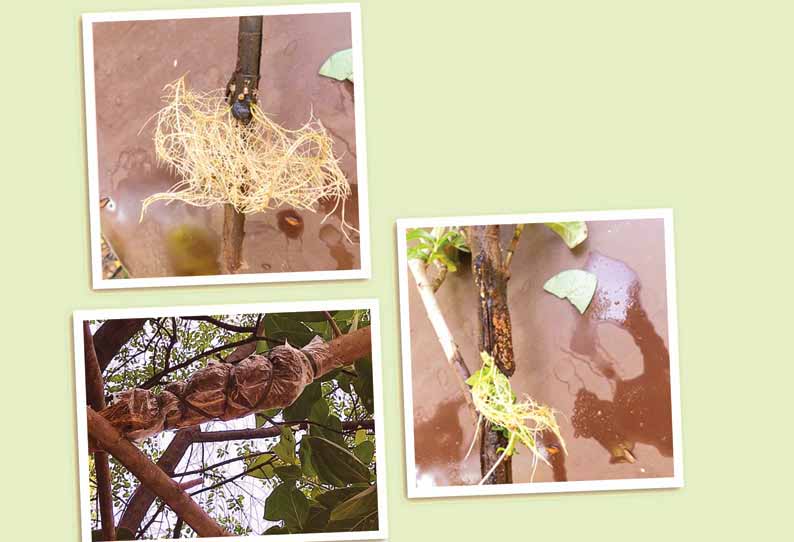 dinathanthi's tweet image. விரைவில் மரம் வளர விண்பதியம் முறை
#airlayeringtechnique #devathaiarticle #gardeningtips #vinpathiyammethod #dailythanthi #தேவதைகட்டுரை

dailythanthi.com/Devathai/Devad…