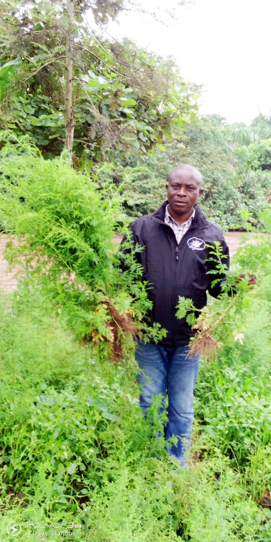 DrPikaL's tweet photo. #ProjecteurSur🎥🌿... @ArtemisiaMaison #NordKivu. Récolte de l'Artemisia-Pinga en Territoire de Walikale au Nord Kivu. Grâce à l'équipe SENAD https://t.co/lyXckUbF2c