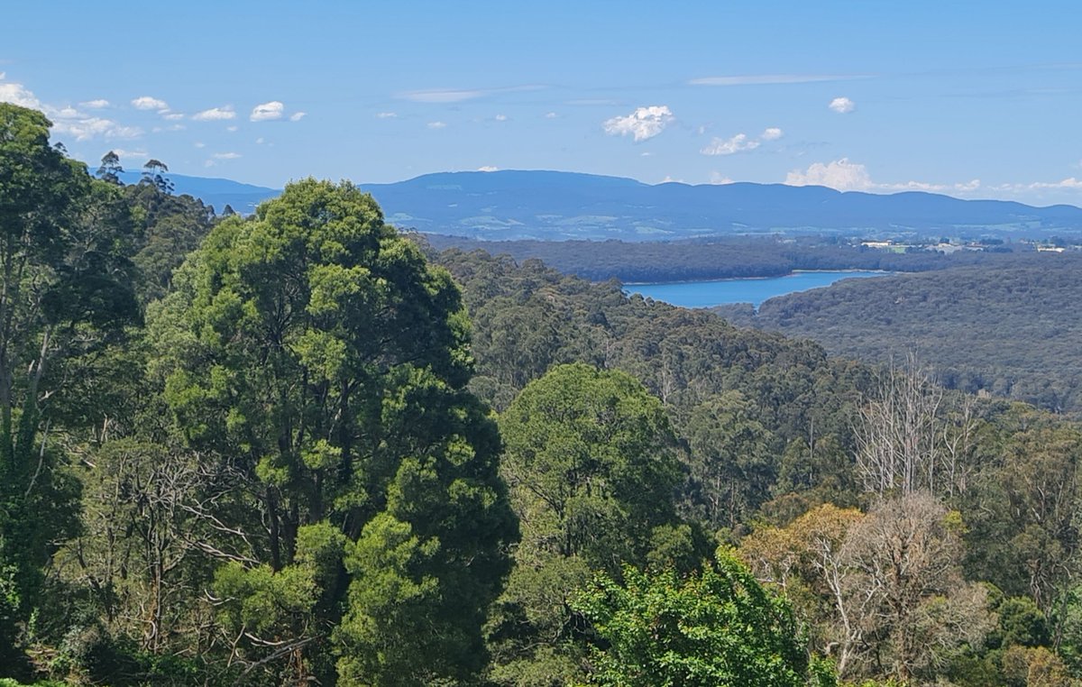 StuartWilliams_'s tweet photo. Acacia melanoxylon (blackwood) to the left of this view of Silvan Reservoir from Kalorama #Fabaceae #ozplants #correctedtweet @StephenGRyan @BlueBla76847058 https://t.co/4Lr13jlbuV