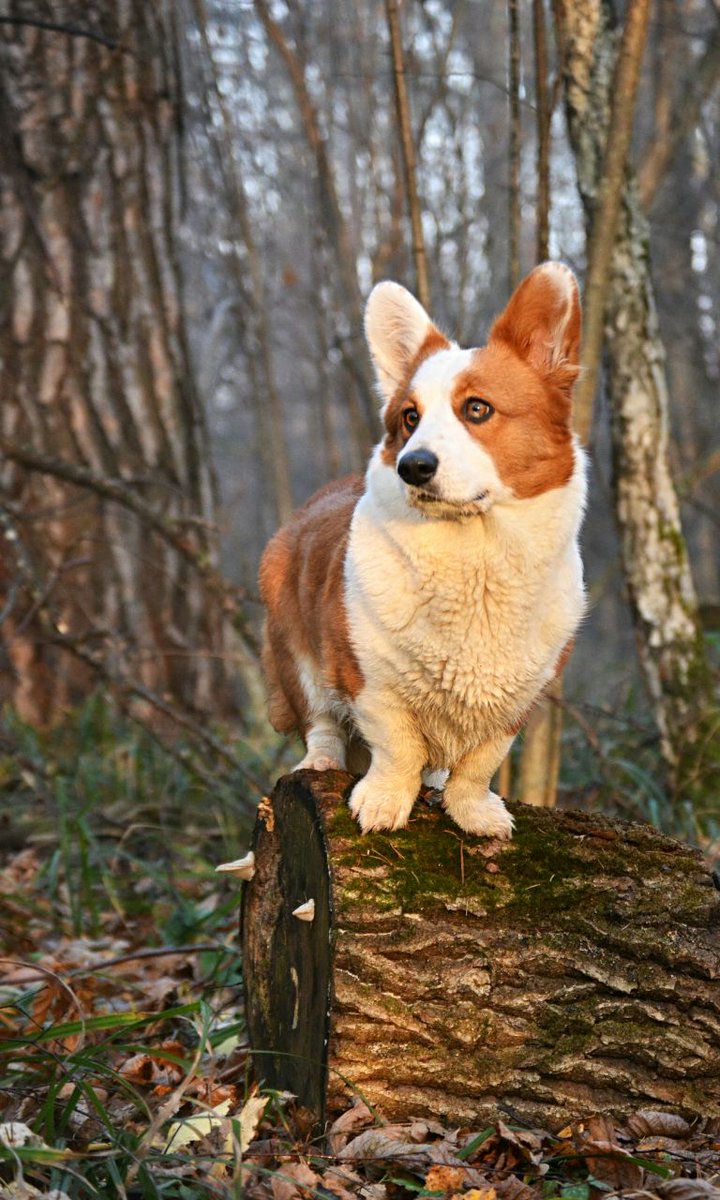 MaxRoud's tweet photo. #Corgi I think that this photo is a masterpiece. It was  November 1st https://t.co/6RGnWm1Djs