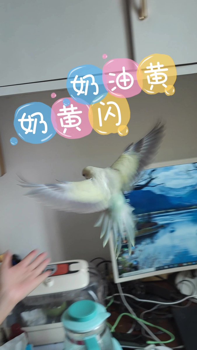 YTEA88's tweet photo. 奶油黄 奶黃闪 和尚鹦鹉【#鸚鵡 #寵物 #和尚鸚鵡 भिक्षु तोता parrots monk parakeet】 https://t.co/dypEG57yvO 来自 @YouTube https://t.co/47QBrcQAT3