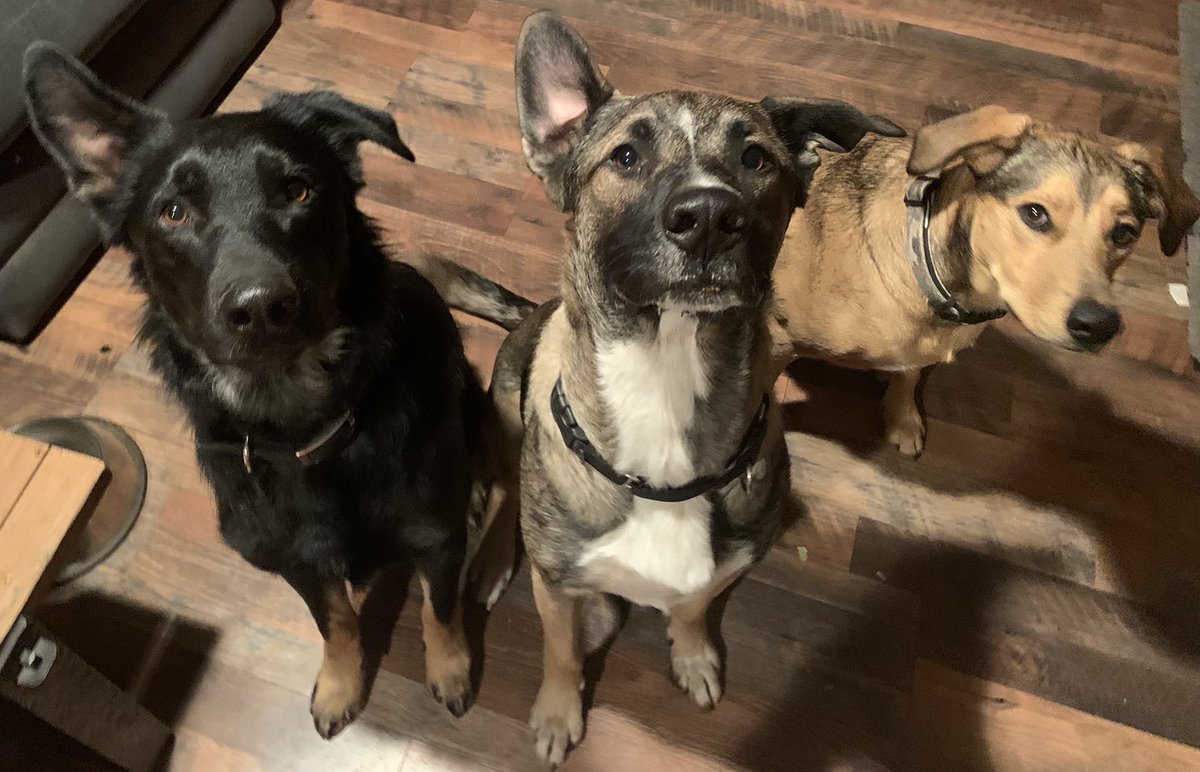 omniai's tweet image. I might be biased but I’m pretty sure these are the cutest dogs.