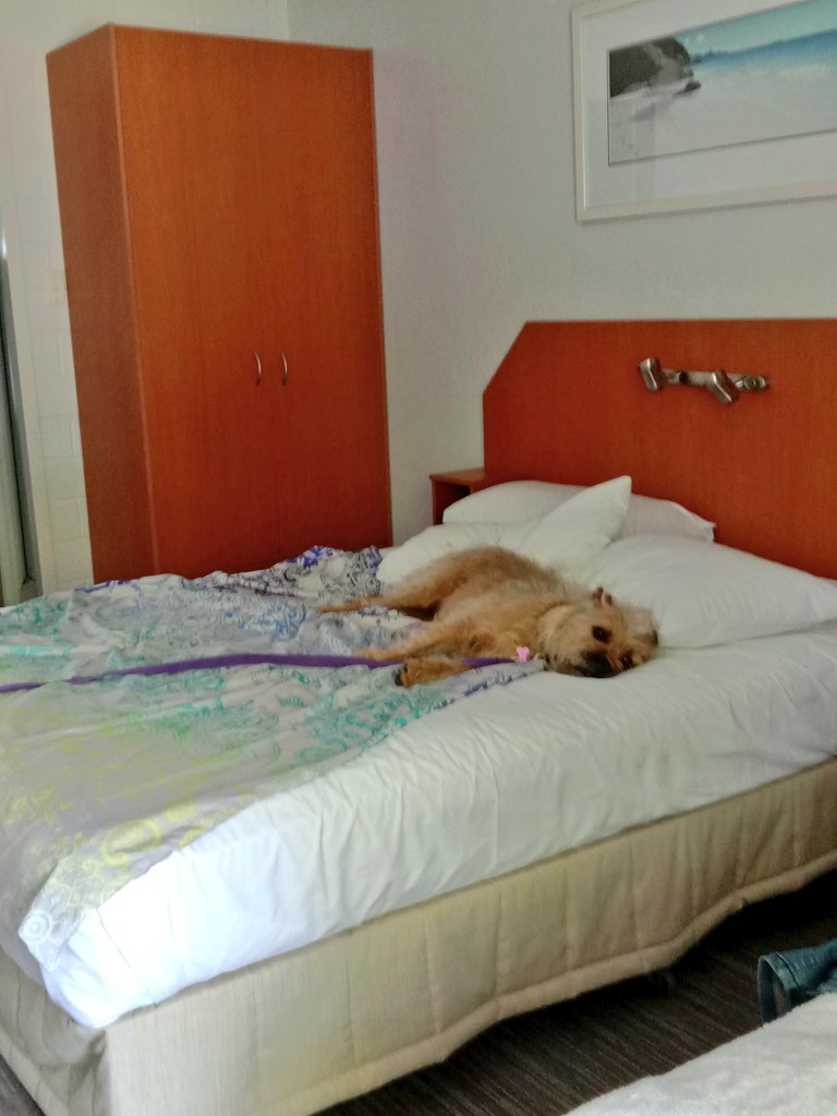 Poppy_MindDogAU's tweet photo. Someone's tired from running beside the scooter & swimming😂
#PoopedPop #BTPosse #PoppysHolibobs #Crashed https://t.co/CsXXhJSKc2