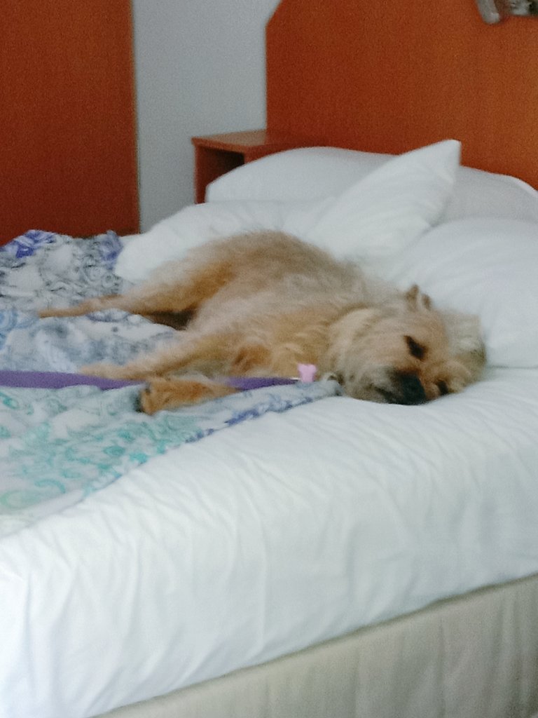 Poppy_MindDogAU's tweet photo. Someone's tired from running beside the scooter & swimming😂
#PoopedPop #BTPosse #PoppysHolibobs #Crashed https://t.co/CsXXhJSKc2