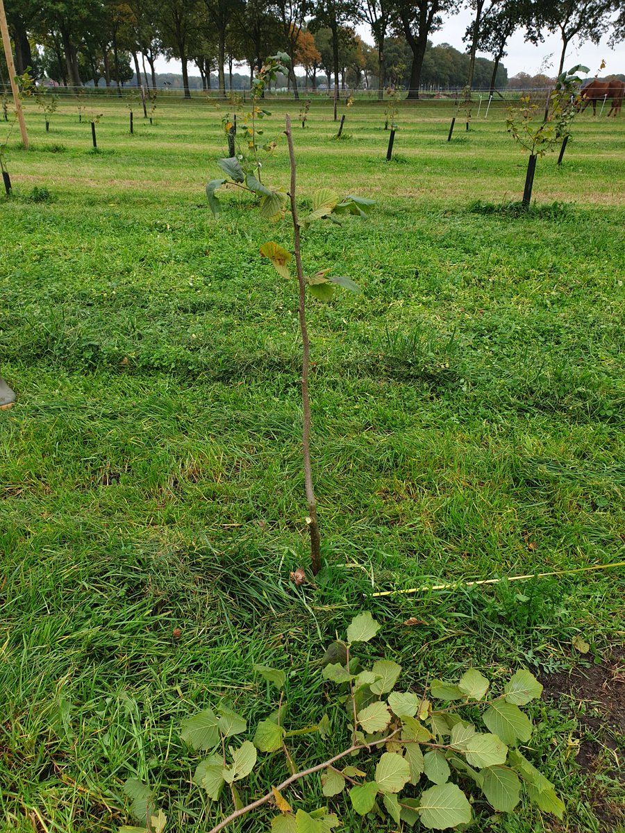 Notenteelt.com tweet media