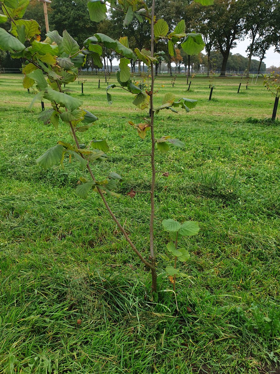 Notenteelt.com tweet media