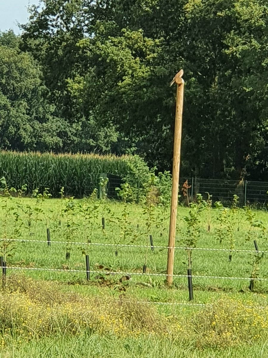 Notenteelt.com tweet media