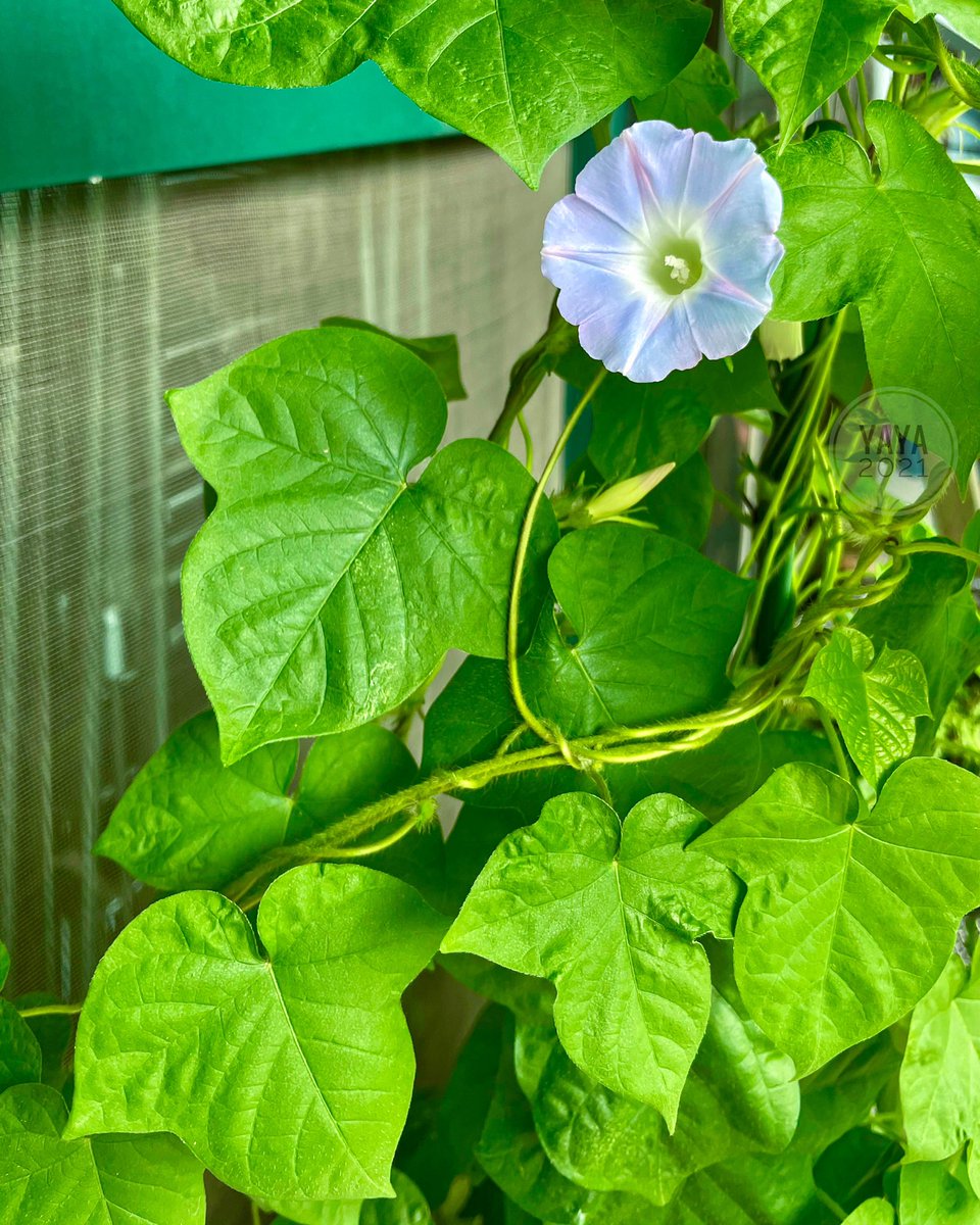 呀呀 Justart Yaya Twitter