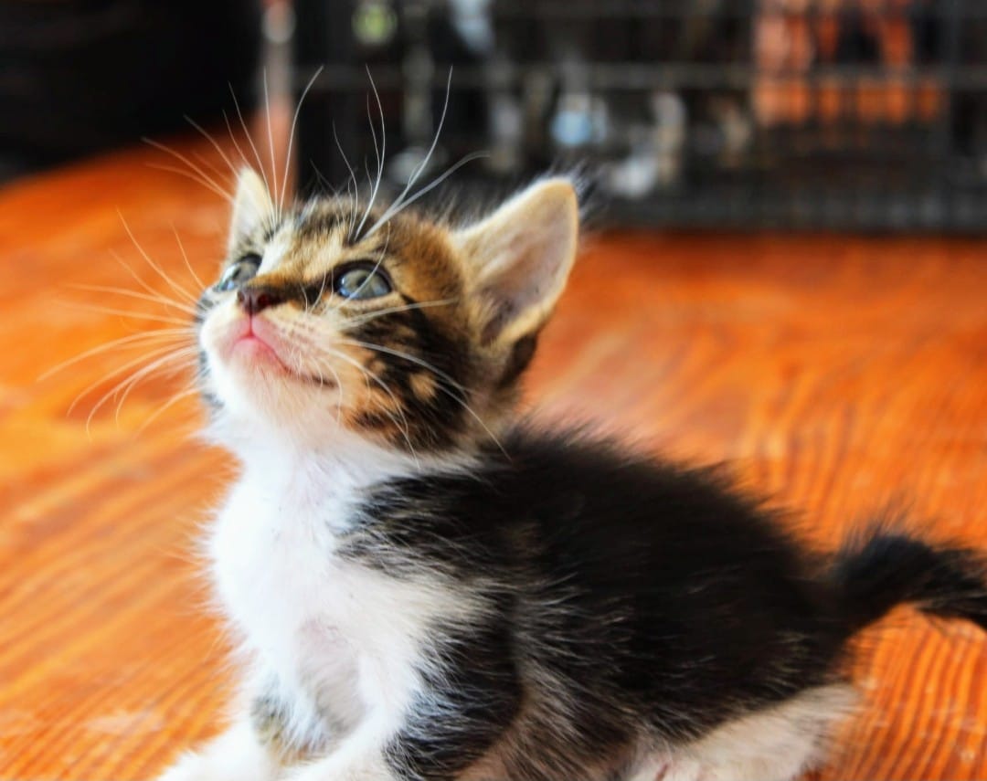 ElSindigato2021's tweet photo. #BuenosDias #MUDITO Esta preciosa bolita de 2,5 meses busca #Hogar Es súper bueno, un peluche cariñoso y juguetón, muy alegre y simpático, se ha criado con perros y tiene un carácter extraordinario💘💘 #Valencia. Elena 670818103 #AdoptaUnÁngel #gatos https://t.co/qKb5bos5ku