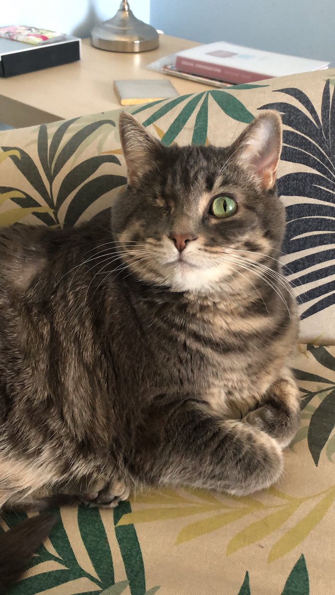 JennineWismark's tweet photo. @jannarden My one eyed cuddle bug, Annie https://t.co/d8UdvbyW3F