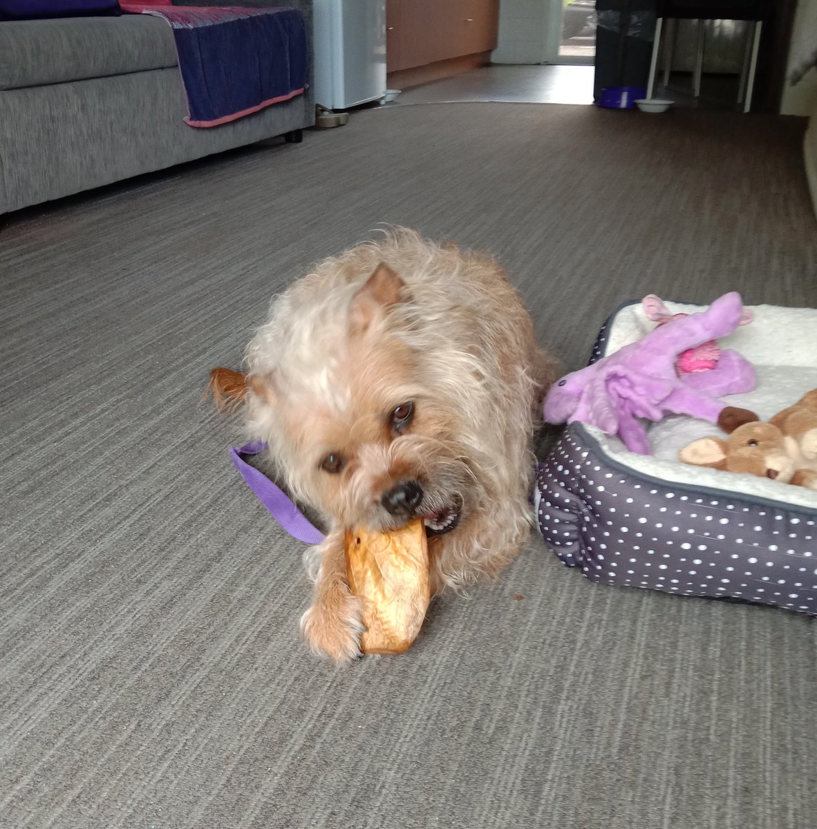 Poppy_MindDogAU's tweet photo. Got an ear for being so good jogging beside the scooter earlier ππΌ
#BTPosse #PoppysHolibobs #TreatTime #NotArfSpoilt
#BorderTerriersAreTheBest https://t.co/7ojS8cb9dr