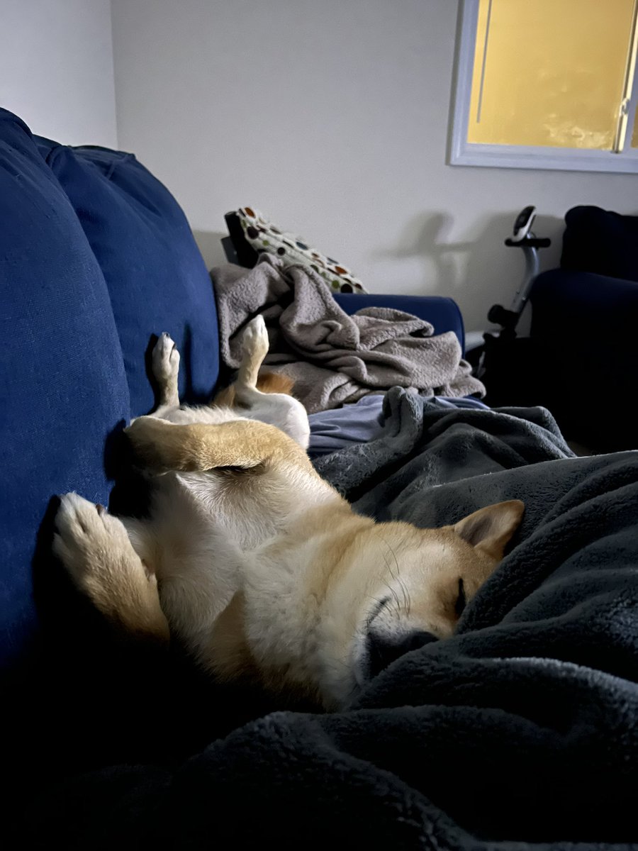 kelsokar7's tweet photo. @onlyfeelx He’s so comfy how could I say no https://t.co/VzyZ1CzHdZ
