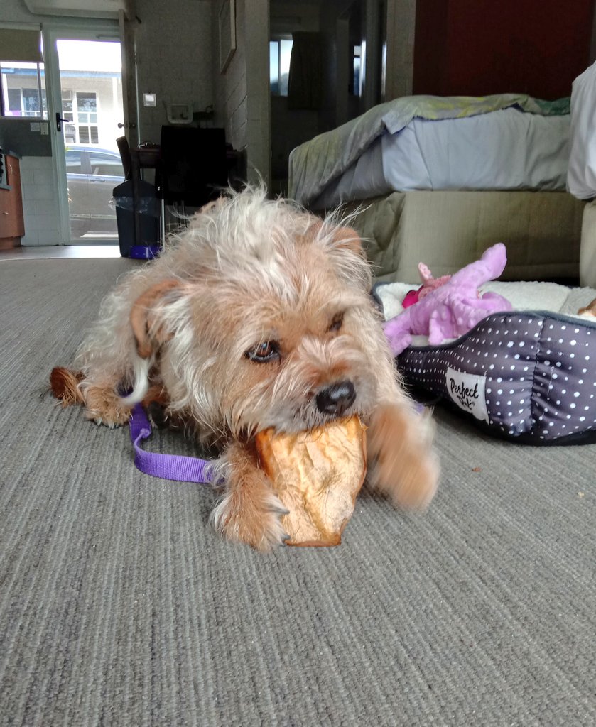 Poppy_MindDogAU's tweet photo. Got an ear for being so good jogging beside the scooter earlier ππΌ
#BTPosse #PoppysHolibobs #TreatTime #NotArfSpoilt
#BorderTerriersAreTheBest https://t.co/7ojS8cb9dr