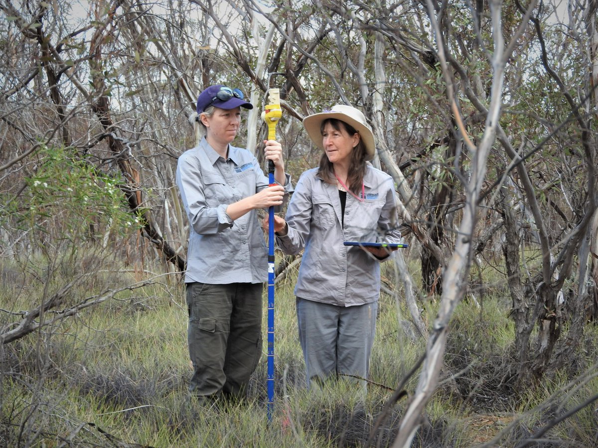 MERNetwork's tweet photo. Eight new plots monitored in burnt and unburnt mallee at Calperum Station with Murraylands and Riverland Landscape Board and Australian Landscape Trust @TERN_Aus @Envirogov @SuzanneProber @SamNicol16 @BroadhurstLinda @MRLandscapeSA https://t.co/HyKElZFGMZ