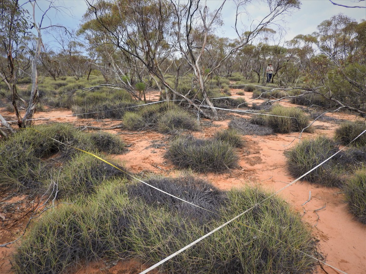 Eight new plots monitored in burnt and unburnt mallee at Calperum Station with Murraylands and Riverland Landscape Board and Australian Landscape Trust <a href="/TERN_Aus/">TERN</a> @Envirogov <a href="/SuzanneProber/">Suzanne Prober</a> @SamNicol16 @BroadhurstLinda <a href="/MRLandscapeSA/">Murraylands and Riverland Landscape Board</a>