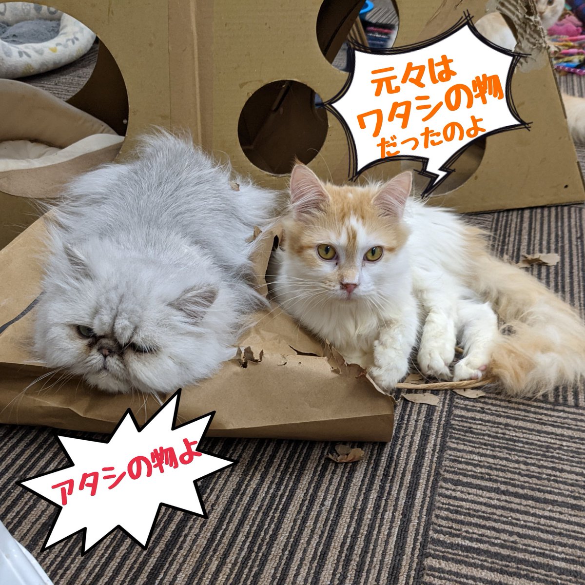 猫カフェ 花よりにゃんこ @hanayori25 , Twitter Profile - twstalker.com