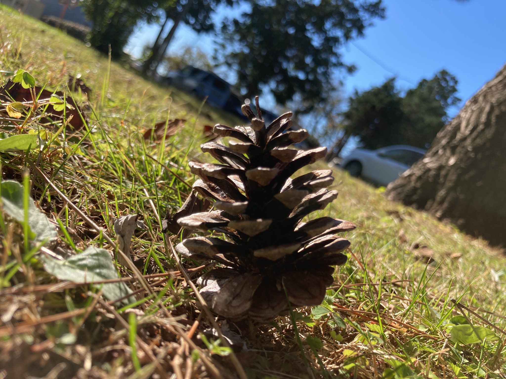 筑波大学附属坂戸高等学校 松ぼっくりの季節になりましたね T Co C7l0vlmdpy Twitter