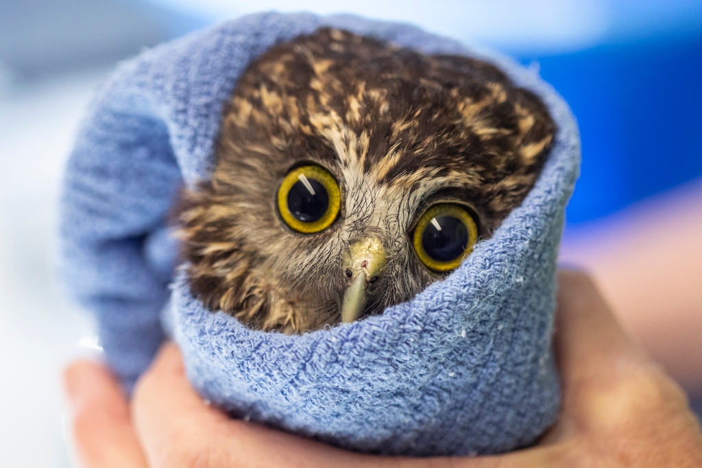 Iain McGregor captures this adorable shot of a morepork/ruru being cared for at Christchurch's South Island Wildlife Hospital in Episode Two of the <a href="/NZStuff/">Stuff</a> series 'This Is How It Ends'.

📷 Captured by <a href="/Iainmcgregor3/">Iain McGregor</a> on a Canon EOS-1D X Mark II