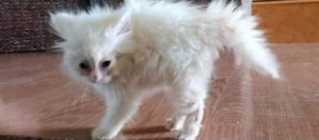 Justin Bieber con resaca // yo con resaca https://t.co/l1TJWUdpqJ