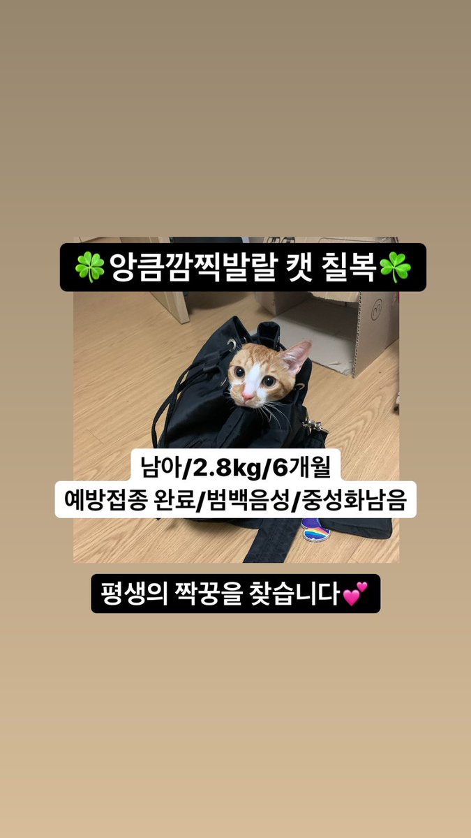 7bok7lucky's tweet photo. [⭐️아기고양이 입양처 구합니다⭐️]

2021년 6월6일 발견된 아기고양이입니다!

☘️🍀칠복이/6개월/2.8kg/남아                범백 음성/예방접종 완료✨중성화 x

매일 골골거리는 진동벨 캣
머리부터 발끝까지 앙큼한 캣
인간을 사랑하는 껌딱지 캣

평생 책임지고 칠복이의 영원한 짝꿍찾아요🥺 https://t.co/ey12tR8Jkb
