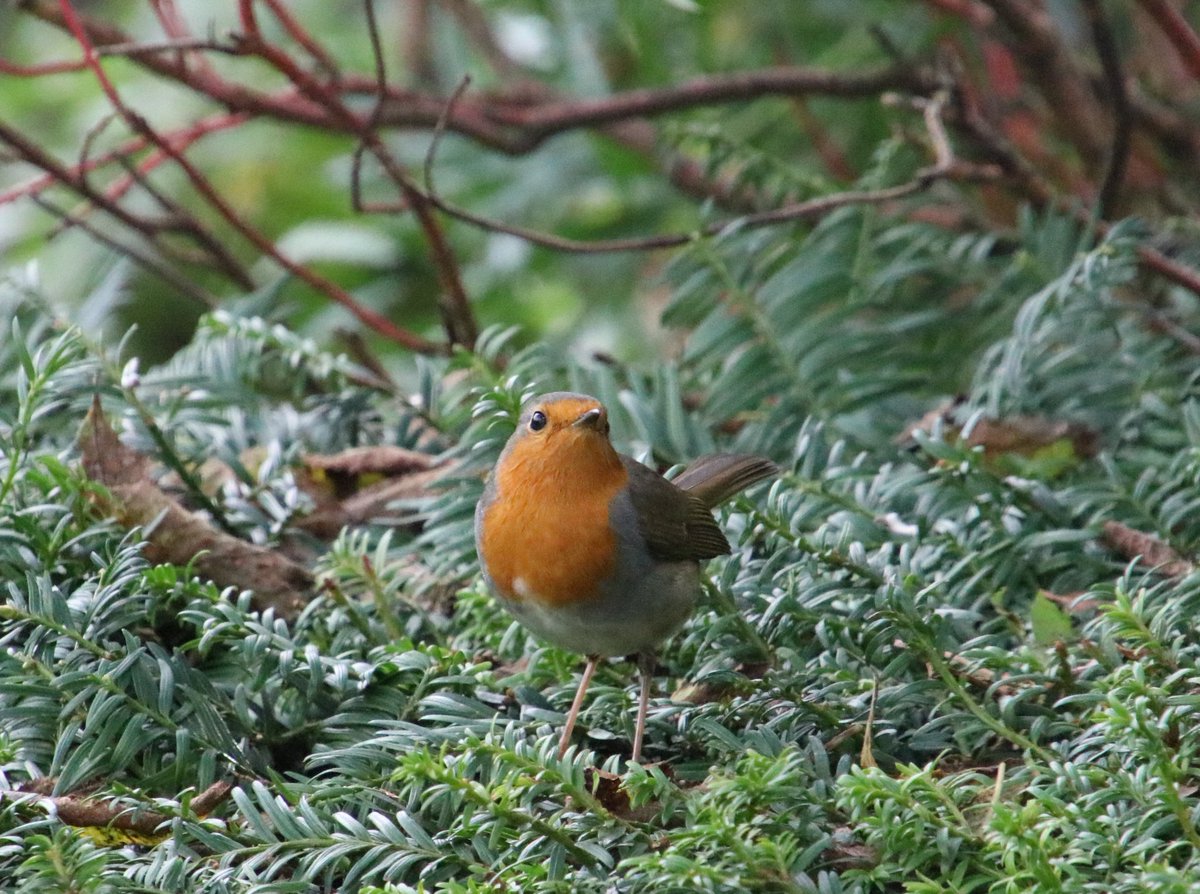 IsaVerbist's tweet photo. ❤Robin in the garden❤
#Robin #ddor #dailydoseofrobin #BirdsSeenin2021 @Britnatureguide
#ThePhotoHour #birdphotography #NaturePhotography #wildlifefrommywindow #TwitterNatureCommunity #birdwatching #naturelovers #birds #wildlifephotography @nearbywild #nature #wildlife https://t.co/9gHIDyTm8x