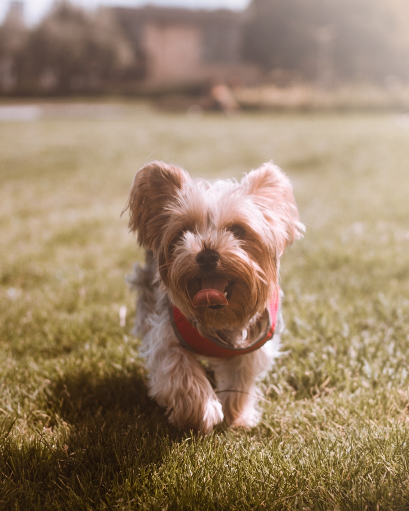 Let's see your cutest dog photos 🐶❤️❤️🐶