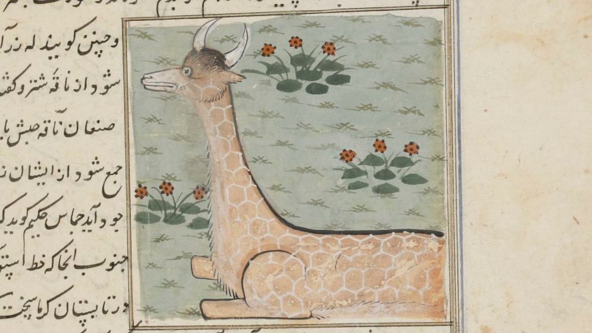 erik_kaars's tweet photo. I also like this one, from a 15th-century Persian manuscript, but it looks very stressed and I don't know where its feet are??

(BnF, Supplément Persan 2051 f.254v) https://t.co/7QstXCZVFp