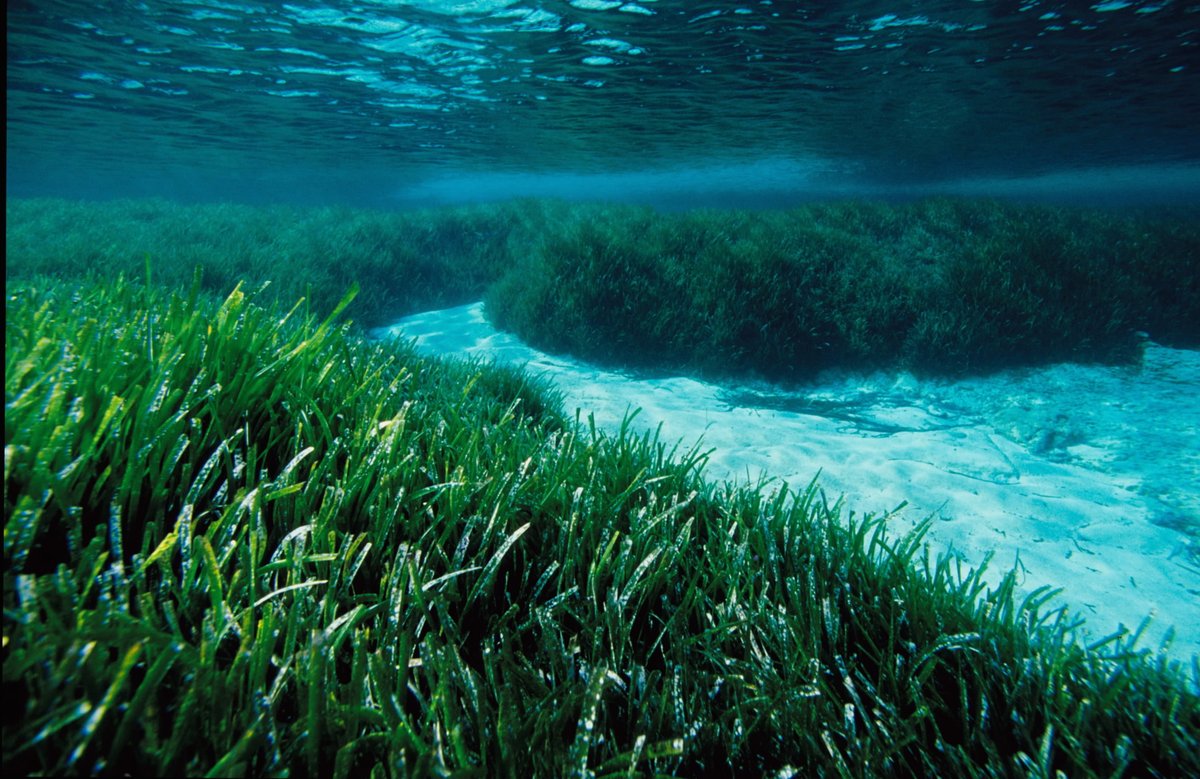 MarillesFund's tweet photo. 📝L'ESTAT ECOLÒGIC DELS SISTEMES AQUÀTICS ha empitjorat al llarg del temps
Així ho indiquen els resultats obtinguts dels #bioindicadors basats en macroalgues (CARLIT), macroinvertebrats (MEDOCC) i Posidonia oceanica (POMI)
👉https://t.co/Xfeu5rF5NA
#InformeMarBalear https://t.co/px2SAaQpP3