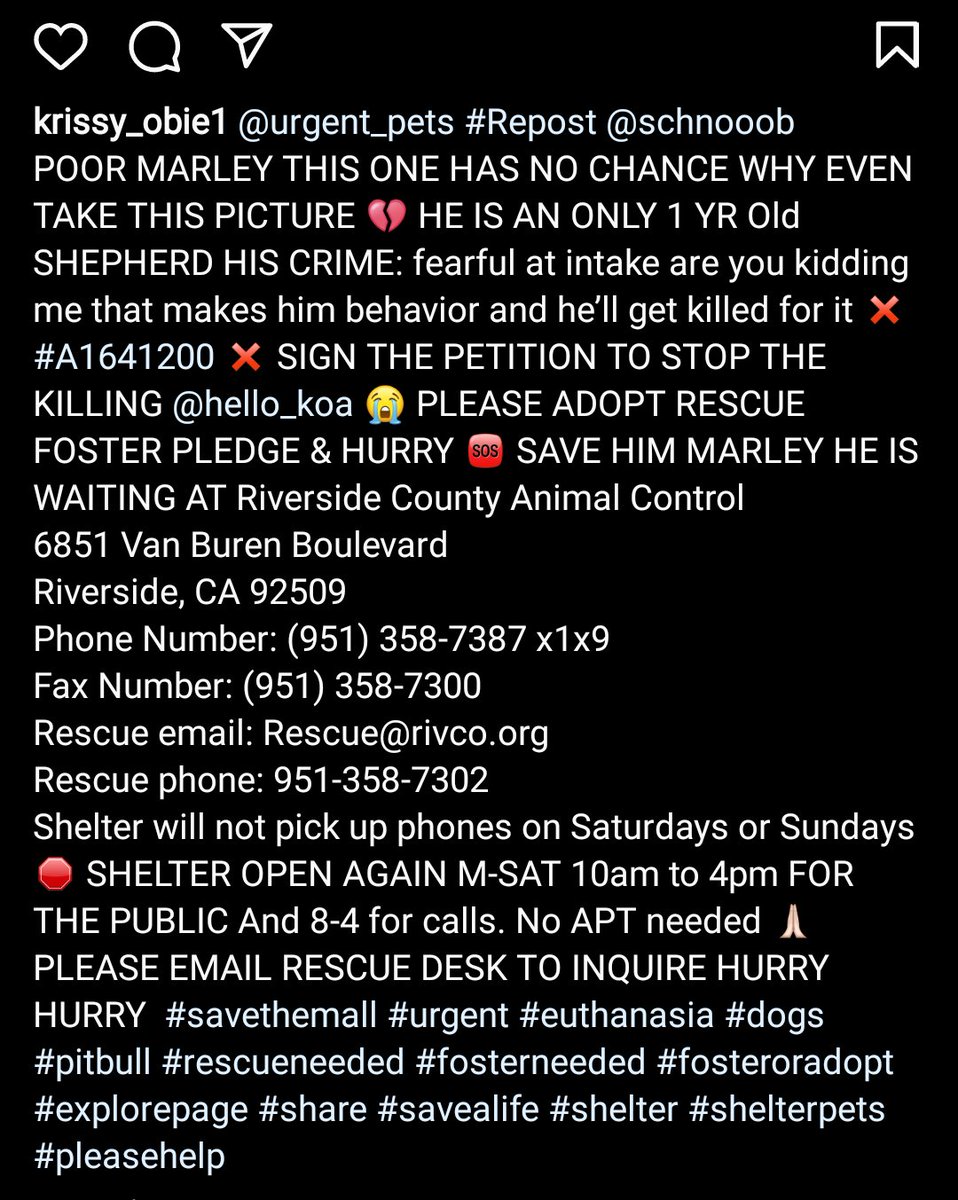 kaylamarie413's tweet photo. Please share 1year old Marley #A1641200 his crime is being scared. Please share this gorgeous #shepard to find #adopter or #rescue #RiversideCountyAnimalControl #Riverside #CA 951-358-7387 (1then 9) email Rescue@rivco.org rescue # 951-358-7302 https://t.co/XbRiuVFGoC