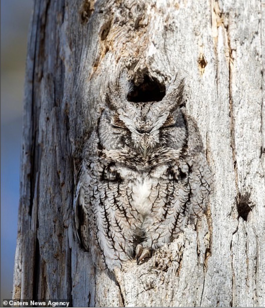 Маскировка животных. Мимикрия у насекомых. Незаметными о них и. Животные маскировка. Покровительственная окраска сова.