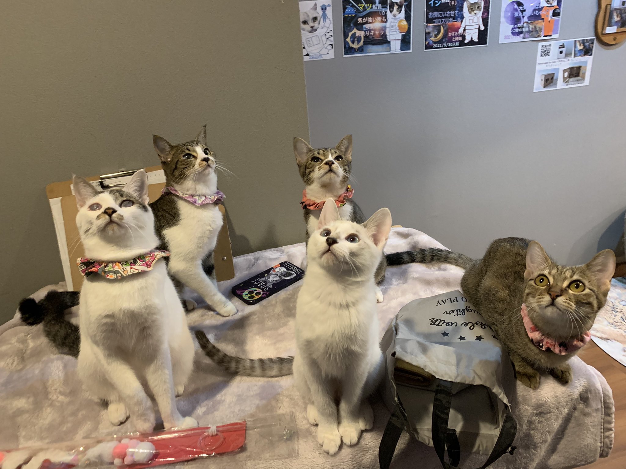 里親募集型保護猫カフェ Twitter Search Twitter