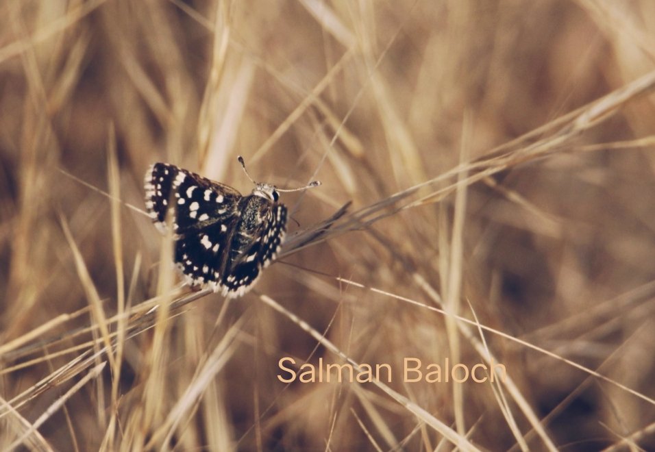 SalmanAhmedB's tweet photo. One of the rare species of #Sindh. Here is another record of Sind Skipper #butterfly from #Karachi. The Kirthar range is rich habitat is at risk due to builders and sand mafias. 
#Malir #wildlife #RareRecord #Nature #Insect https://t.co/oFerCLuEfq