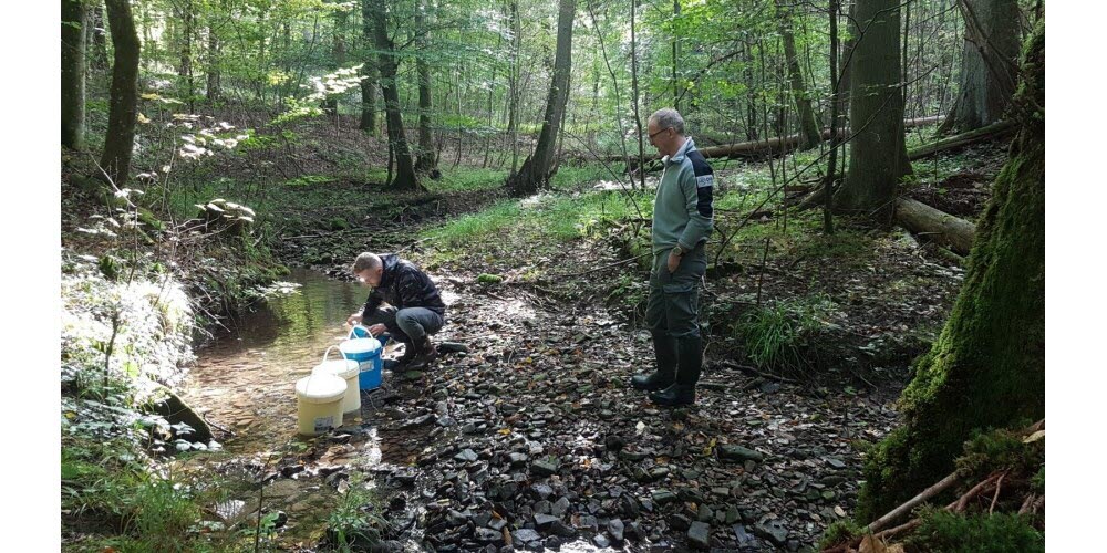 #Biodiversité : 260 jeunes écrevisses des torrents ont été réintroduites dans un nouveau ruisseau des Vosges du Nord fin septembre par le <a href="/parcvosgesnord/">parcvosgesnord</a>. Une réintroduction qui s'inscrit dans le cadre du projet Interreg « Espèces animales en danger ». 🦞
swll.to/uboeAI