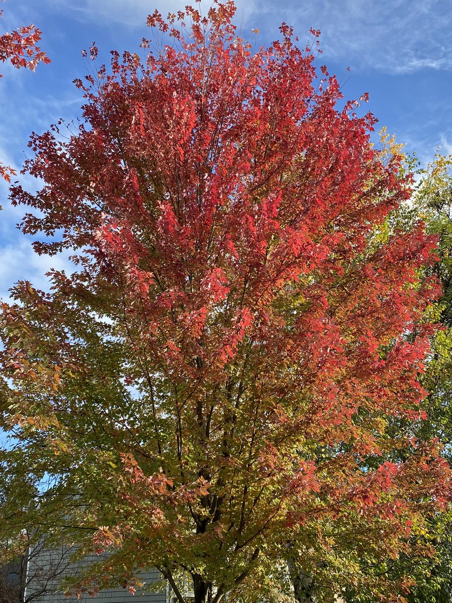 Jbusc33's tweet photo. #fall #eriecanal #fairportny #morningwalk #colors #beautiful @News_8  @bhphoto #fallinnewyork #bluesky https://t.co/b9U6VPVpNf
