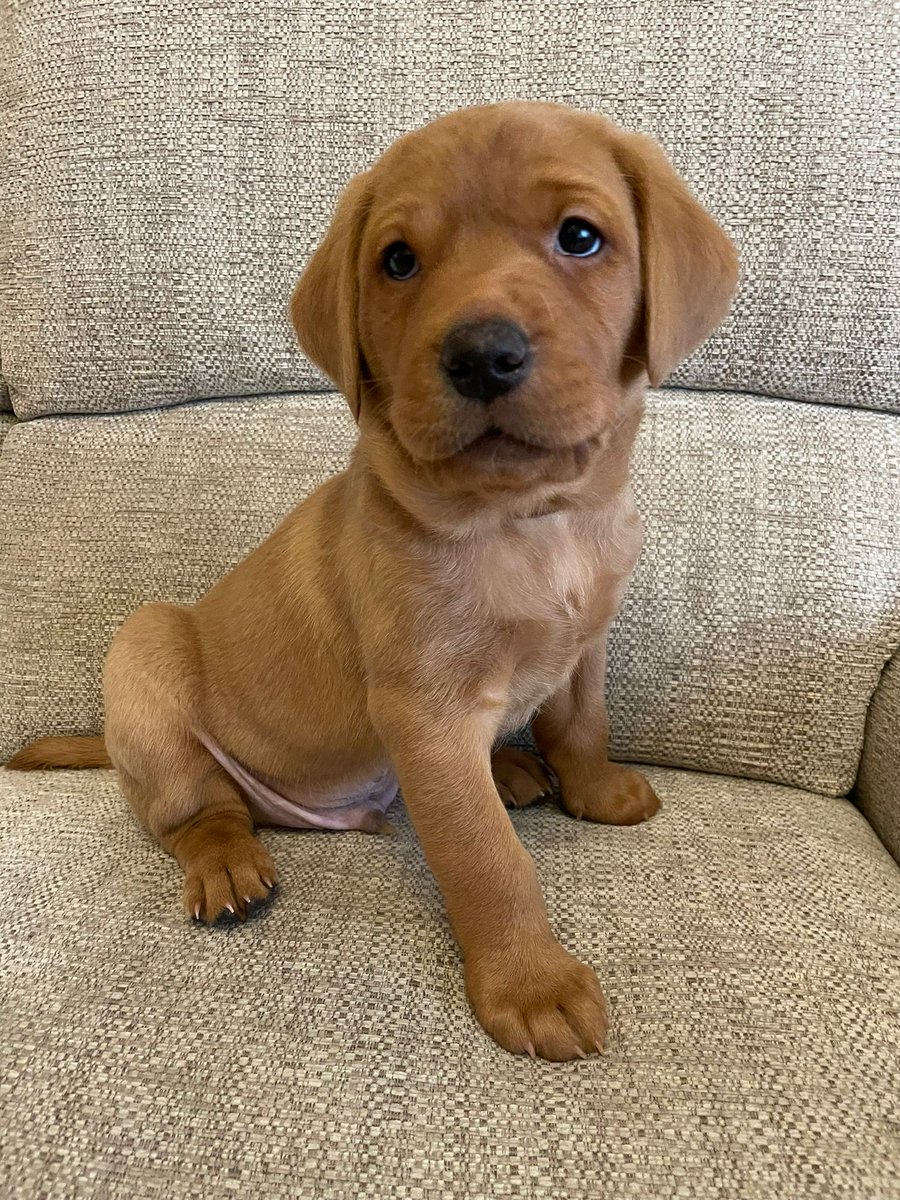 Aviation_Stu's tweet photo. #Pupdate, 6 weeks old, now they have found their voices & use them often...
Exercise is fun, although having a well fenced, secure yard proves invaluable when you have 6 little escape artists
#FoxRedLabs #FoxRedLabPups https://t.co/lenOOiig0u