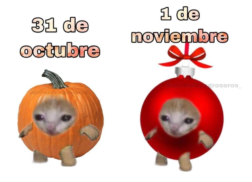 gatitos shitposting tweet media