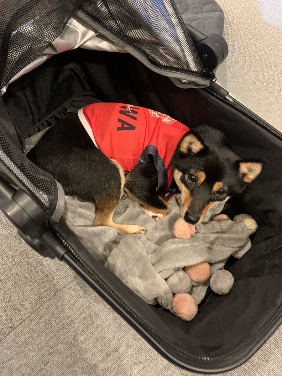 chicken705's tweet photo. 購入しました。
#豆柴　#浦和レッズ　#柴犬　#犬 https://t.co/qit2sAOWqU