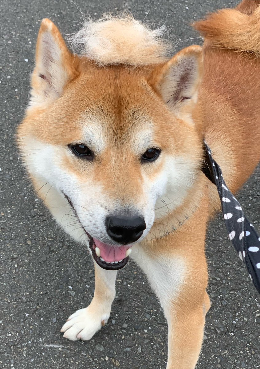 chofu0711's tweet photo. 柴犬ホクト、ハロウィンの日の仮装を実施しました。
1枚目　ホ「ふわふわだワン！」
2枚目　ホ「これはなにワン？」
　　　　　「お帽子だよ」
3枚目　ホ「お帽子！かっこいいワン！」＃柴犬　＃犬　＃siba ＃柴犬の換毛期　＃純朴だからお帽子だと喜んでくれる　＃調布　＃調布市の柴犬　#dog  ＃柴 https://t.co/JujGBXMrWR