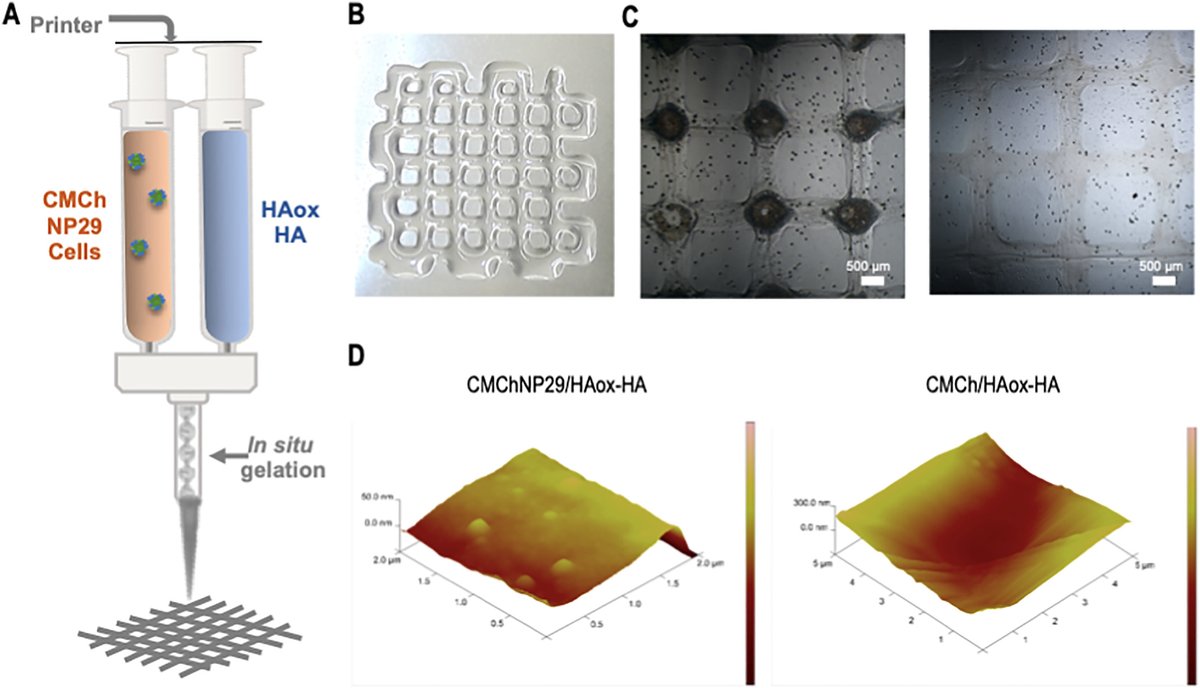 Biomat_ICTP's tweet photo. Development of bioactive catechol functionalized nanoparticles applicable for 3D bioprinting - https://t.co/FJiHNrGlE9
@CIBERBBN @CIBER_ISCIII @ictp_promocion @CSICdivulga @ucccenquior https://t.co/Z1csTX5AKk