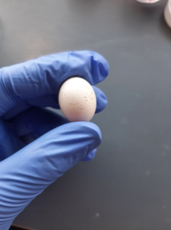 London_NERC_DTP's tweet photo. High #HatchingFailure rates can impact conservation programmes working to help threatened species recover. In my PhD, I hope to increase our understanding of why eggs fail, working with conservation programmes to apply what we learn to help optimise management interventions. https://t.co/ahQ5Sj9Z3I