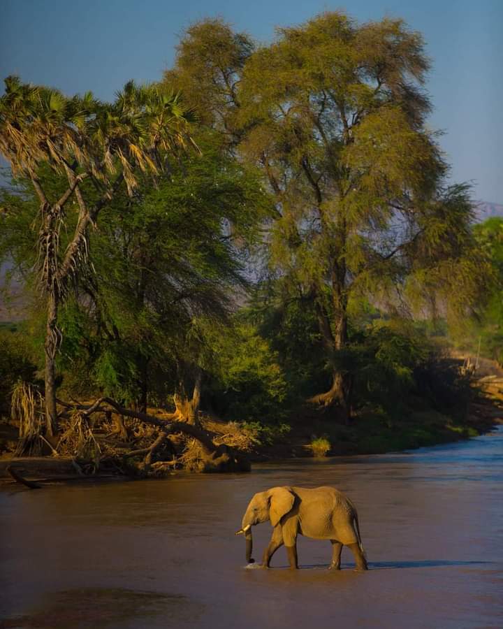 Beautiful Samburu tweet media