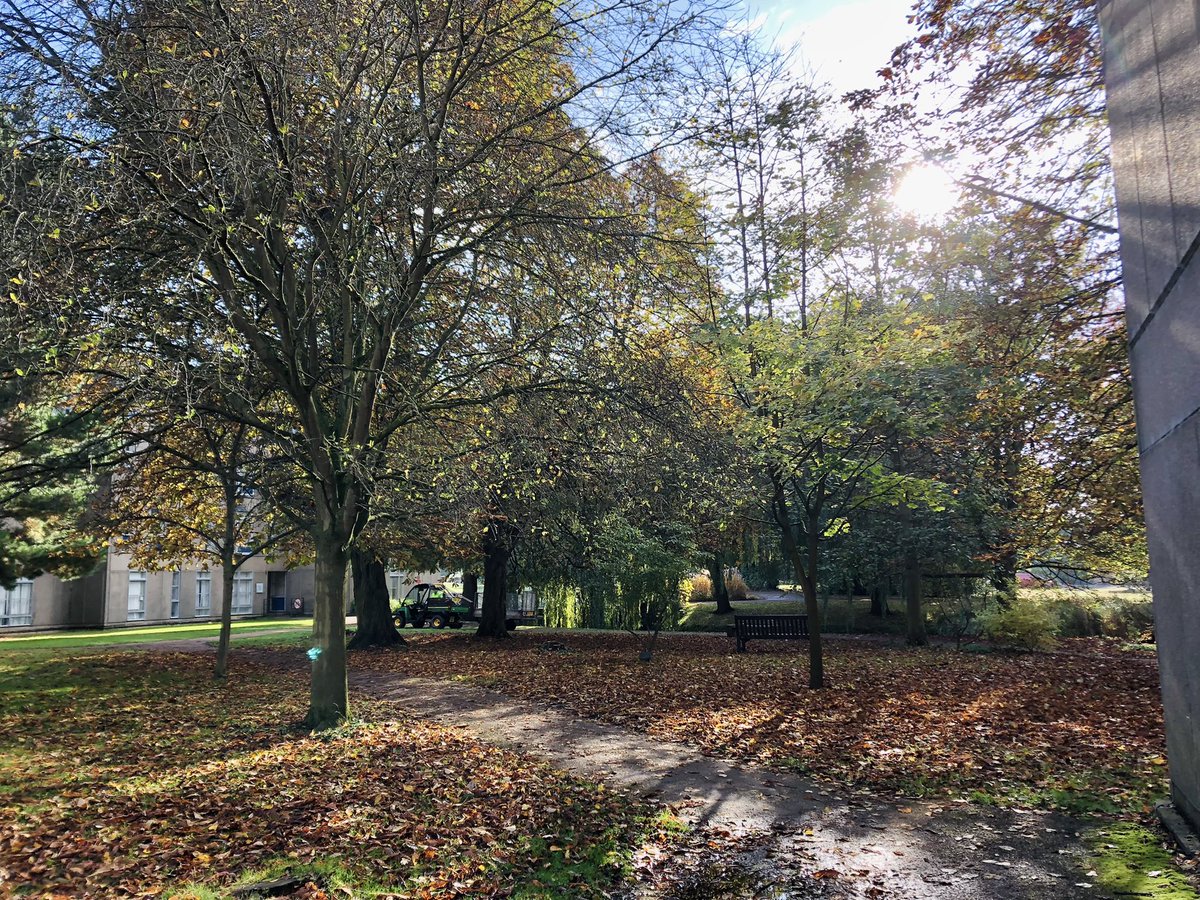 The York campus looking rather lovely in the glorious late Autumn sunshine. 🍂 
<a href="/UniOfYork/">University of York</a> <a href="/UoyGrounds/">uoy_grounds_and_gardens</a>