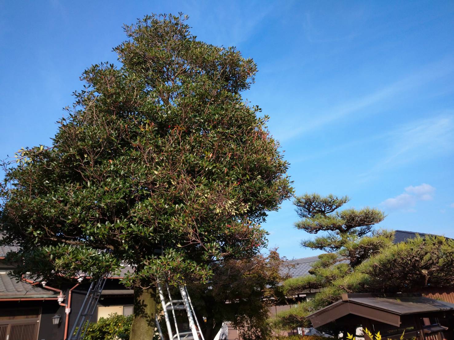 花や自然 園芸 趣味 Al Twitter お疲れさまでした 今日は お客様の庭木の 剪定作業をしました 写真は モッコクの 透かし剪定前と剪定後の写真です 花は クリーム色を花の香りが セッコクというランの一種に似ているため モッコクと名付けられました 花言葉は 人情