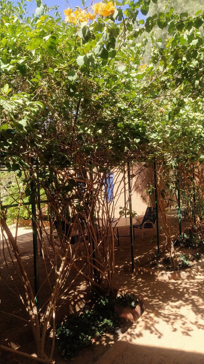 oumou_kane's tweet photo. Une autre perle de #Agadez c'est l'auberge #Azel. 
Une agréable et charmante résidence, en matériaux locaux,dans son écrin de bougainvilliers qui offre ombre et fraîcheur aux visiteurs et aux résidents. 
#AgadezTrip #VisitNiger https://t.co/MLjMCnpb8r