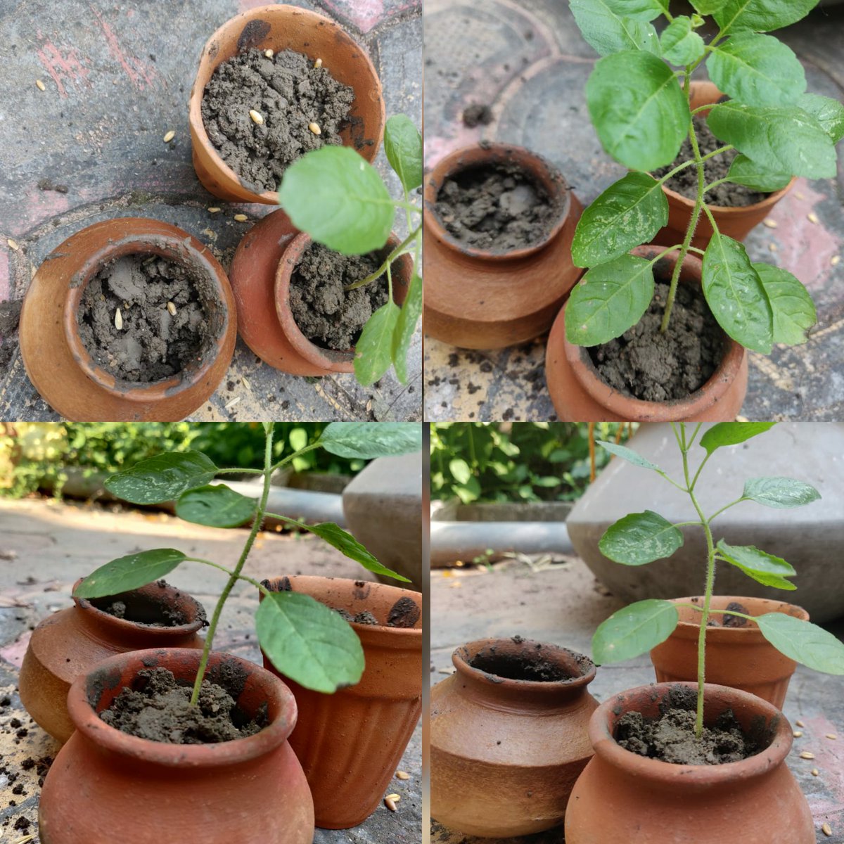 GoswamiSoyal's tweet photo. #mysmallgreendipawali
#environmentind #cknkh
#indenvironment
#greendipawali @indienvironment @environment_mp @ListenKabir @NSSRDBhopal @dkupadhyay62 @udaypratapraj4 @Greenpeace @DrKusumKashyap @DrShikhaNSS @aparnaprajapati @AnkitMishra951 @nss_to  @luibhaskar @BhartiyaConnect https://t.co/nOAfVvXum1