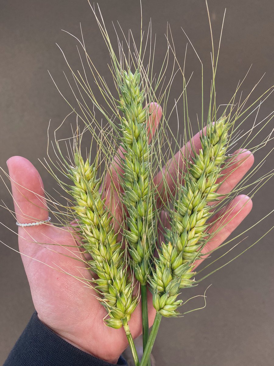 Scepter loving a lupin stubble and a soft finish #moregoodstuff