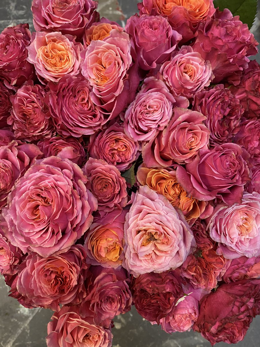 MakeEverydayB's tweet photo. Country Spirit Garden Roses https://t.co/v1S0CyBOj9