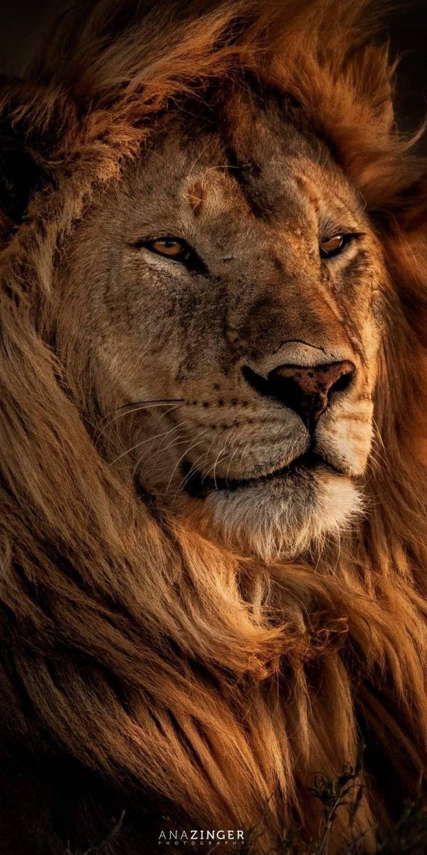 #ThoughtForTheDay ~ "How can anyone enjoy shooting a Lion? Where does that urge and pleasure in ending the 
life of a big cat come from? I've never understood it. #EndTrophyHunting!" ~ @RickyGervais.

#BanTrophyHunting