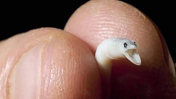 riosconvida's tweet photo. La aberración de la pesca de la angula:
La anguila se encuentra "en peligro crítico" según la IUCN, con una pérdida de biomasa del 98%...y en España se permite la pesca de su alevín, la angula.
En marzo de 2020 solicitamos el @mitecogob su catalogación, sin respuesta hasta hoy.⤵️ https://t.co/WiIOwqjFPs