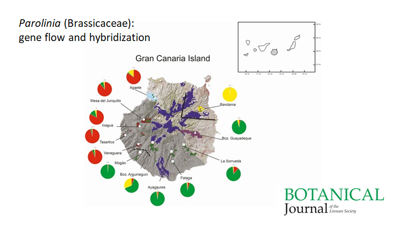 BotJLinnSoc's tweet image. #GeneFlow, barriers, #speciation and #hybridization in #Parolinia (#Brassicaceae) endemic to #GranCanaria. González-Pérez &amp;amp; Caujapé-Castells. #Endemism #Hybrids #CanaryIslands
 doi.org/10.1093/botlin…